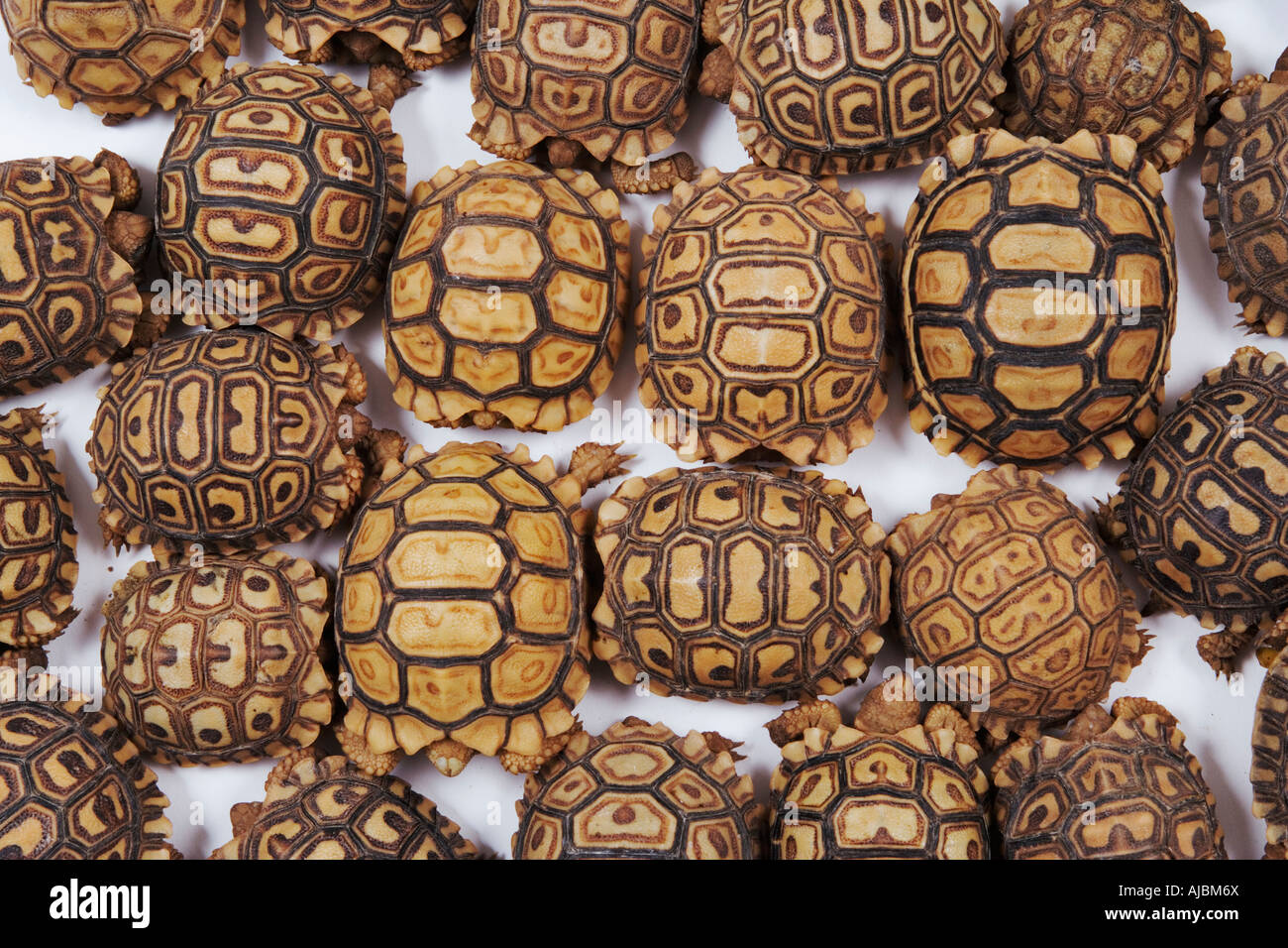 Baby Tortoises;Full Frame Stock Photo - Alamy