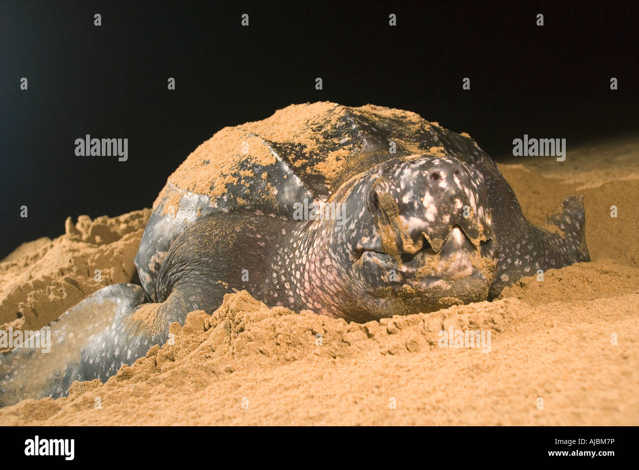 Leatherback Turtle (Dermochelys coriacea) Laying Eggs on Beach Stock ...