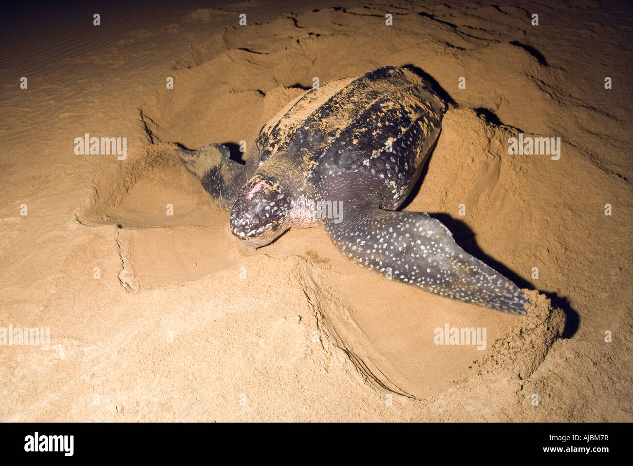 Leatherback Turtle (Dermochelys coriacea) Laying Eggs on Beach Stock ...