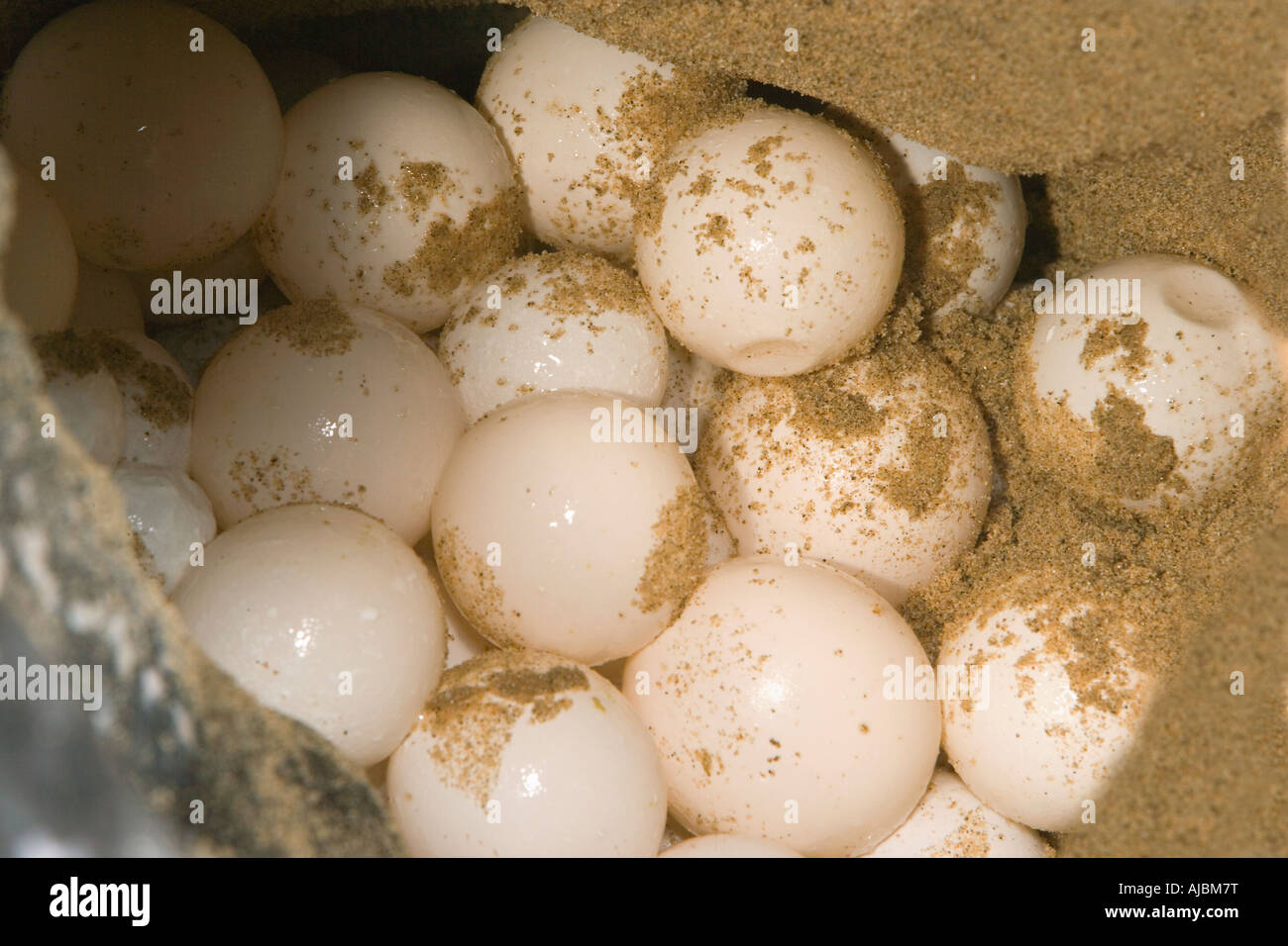 Leatherback Turtle (Dermochelys coriacea) Laying Eggs on Beach Stock ...