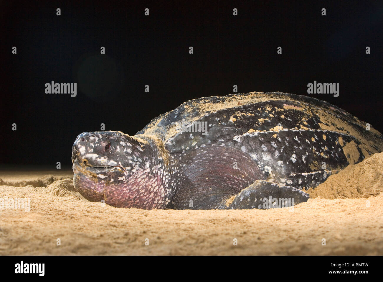 Leatherback Turtle (Dermochelys coriacea) Laying Eggs on Beach Stock ...