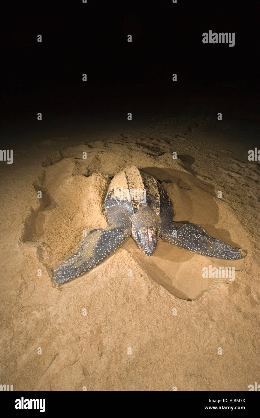 Leatherback Turtle (Dermochelys coriacea) Laying Eggs on Beach Stock ...