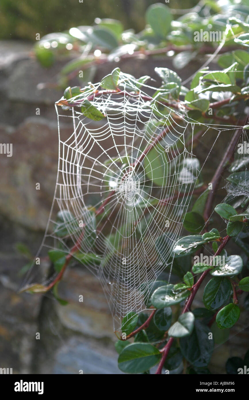 Spiders Web Stock Photo