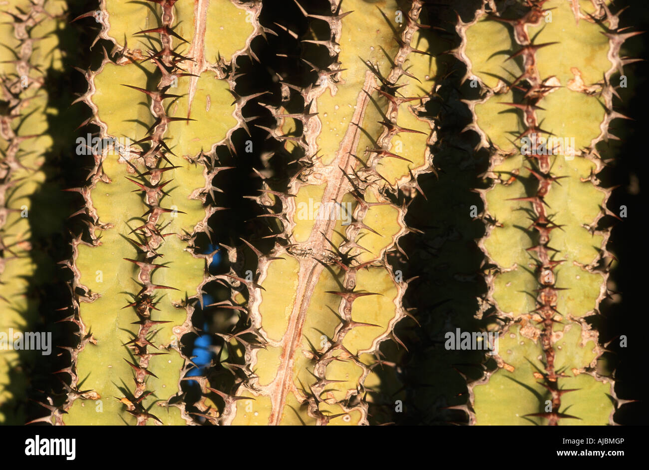 Close-up View of Thorny Cactus Stems Stock Photo