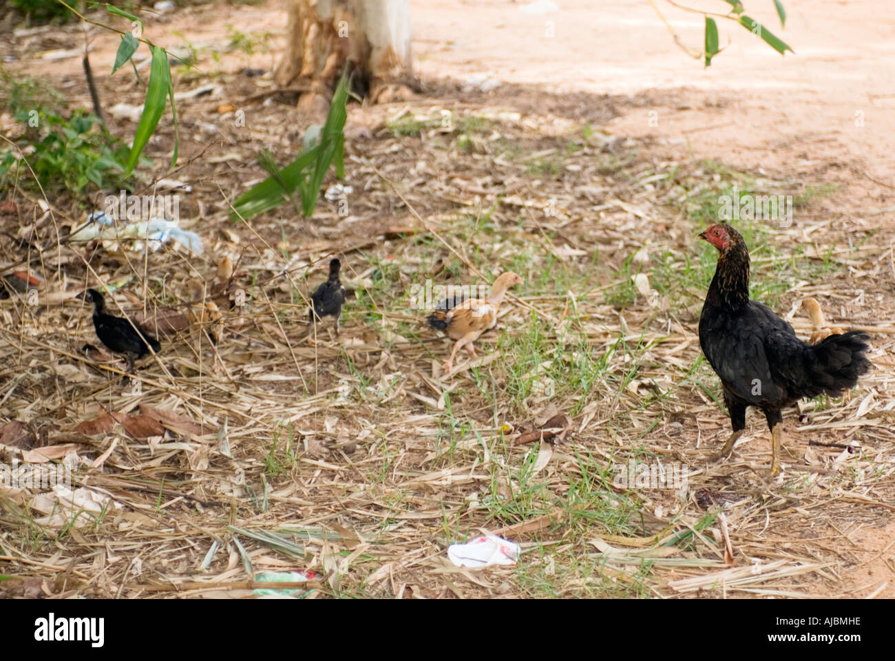 Mother Hen Watching Her Chicks Cambodia Siem Reap Stock Photo