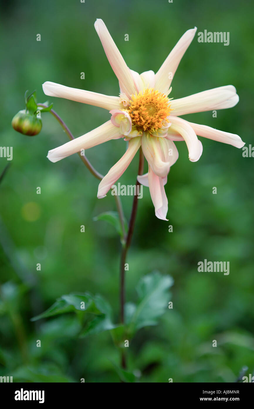 Portrait of a Dahlia Flower (Dahlia Pinnata Hybrid) Stock Photo