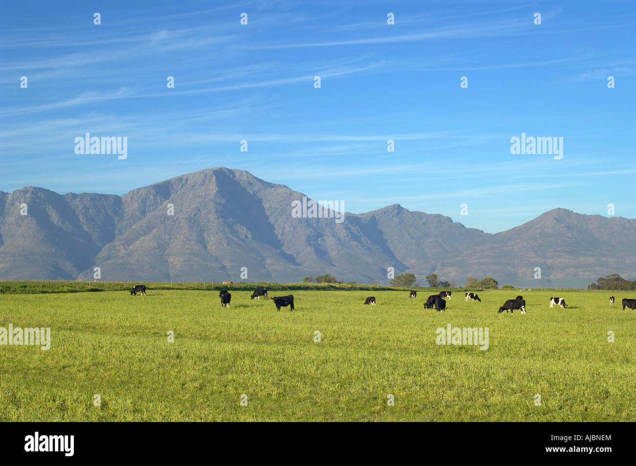 Open grazing cows hi-res stock photography and images - Alamy