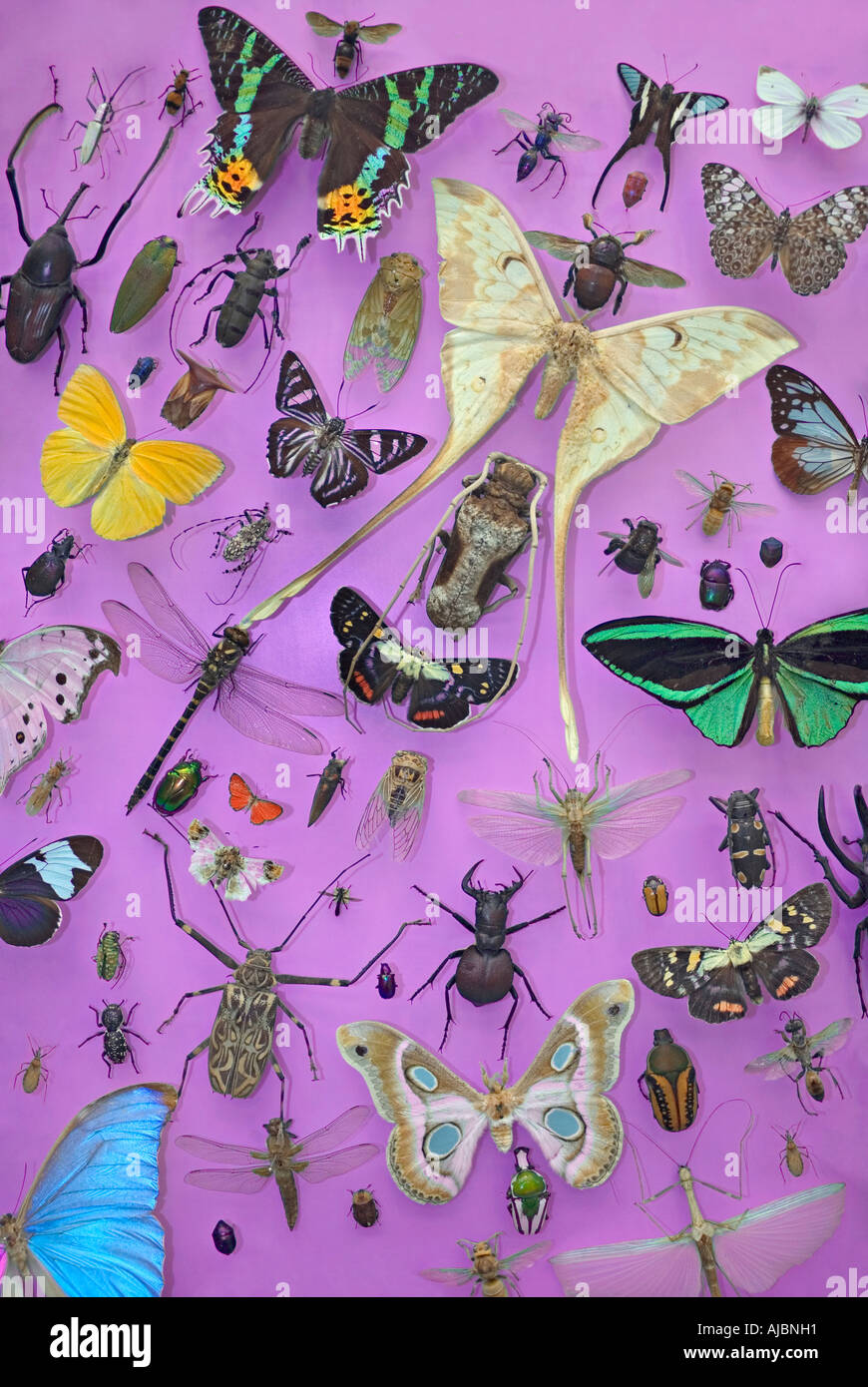 Display of beetles butterflies moths and other insects Entomology Stock