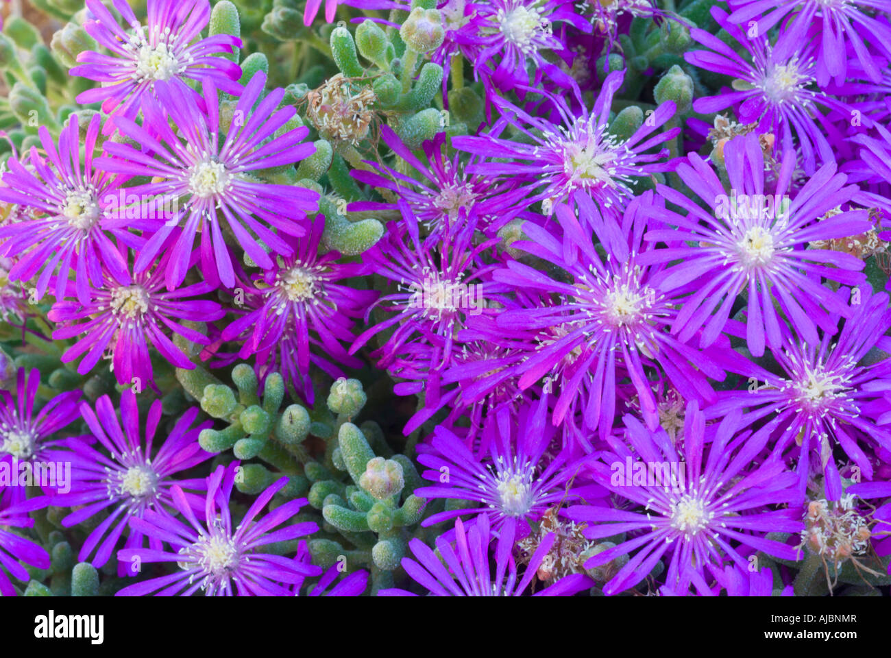 Tight Clump of Purple Mesembryanthemum (Drosanthemum hispidium) Flowers Stock Photo
