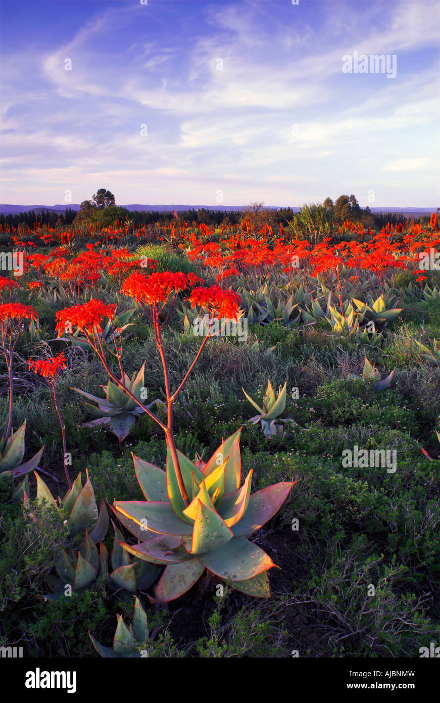 Large Group of Aloe Striata (Asphodelaceae) in Flower Stock Photo