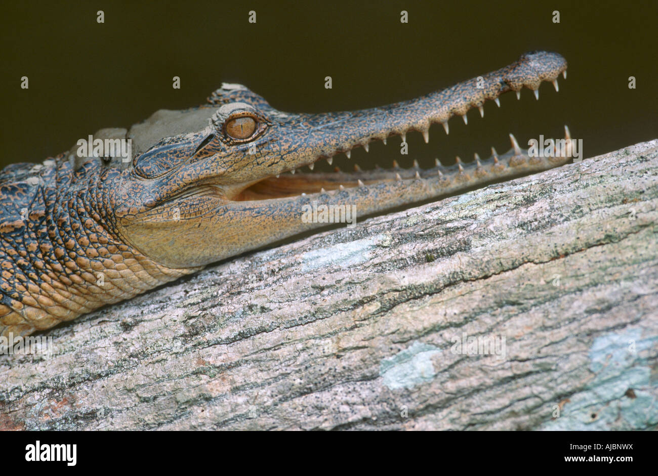 Slender Snouted Crocodile Lying on a Log Stock Photo