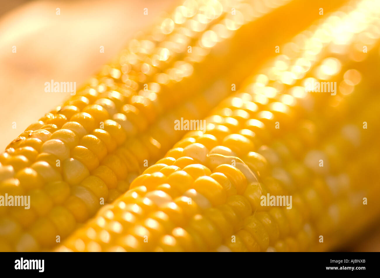 Corn on the Cob Stock Photo