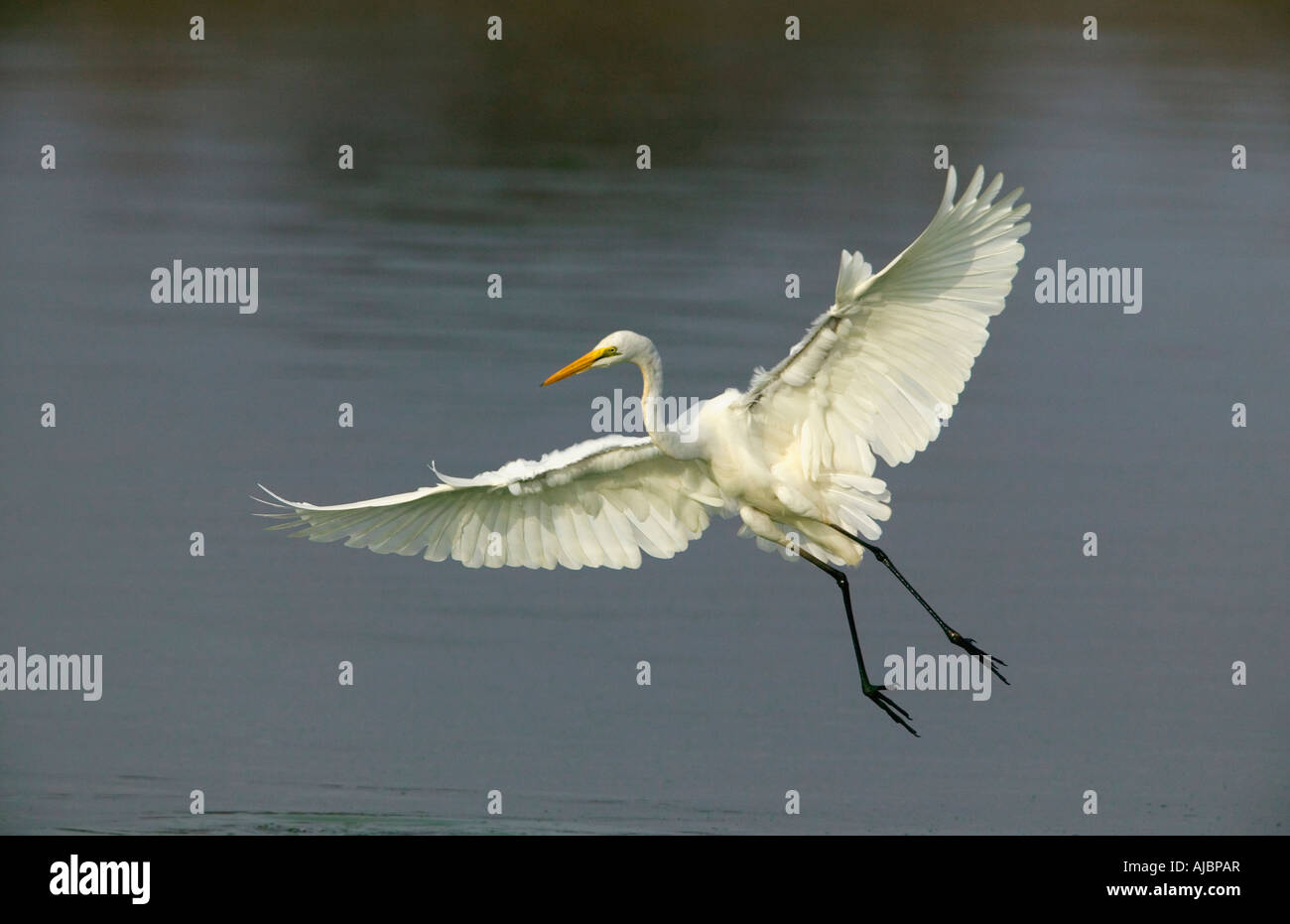 Great White Egret Coming in to Land Stock Photo