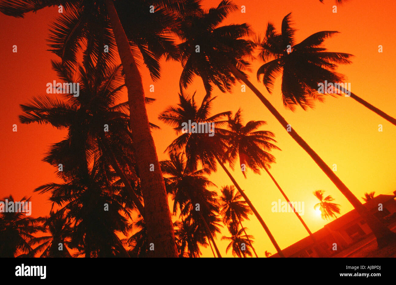 A Upward View Of Palm Trees Silhouetted By the Sunset Stock Photo