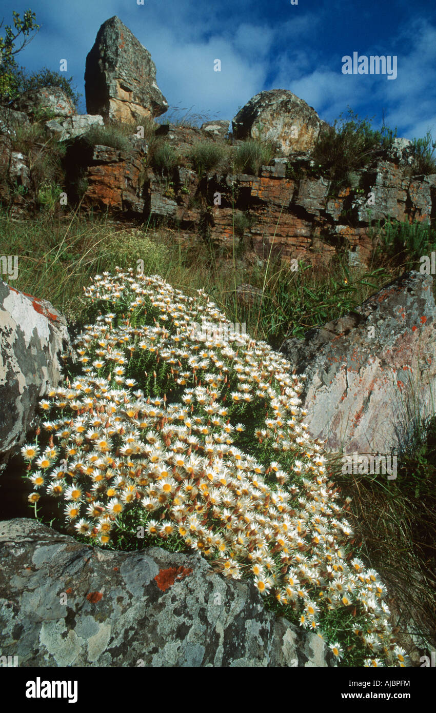 Daisies (Asteraceae) Growing Between Rocks Stock Photo