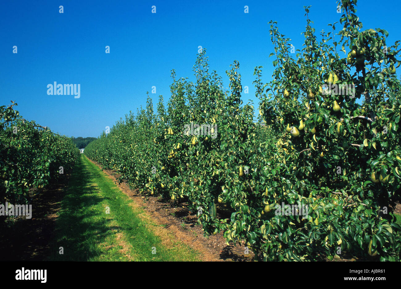 common pear (Pyrus communis), plantation Stock Photo
