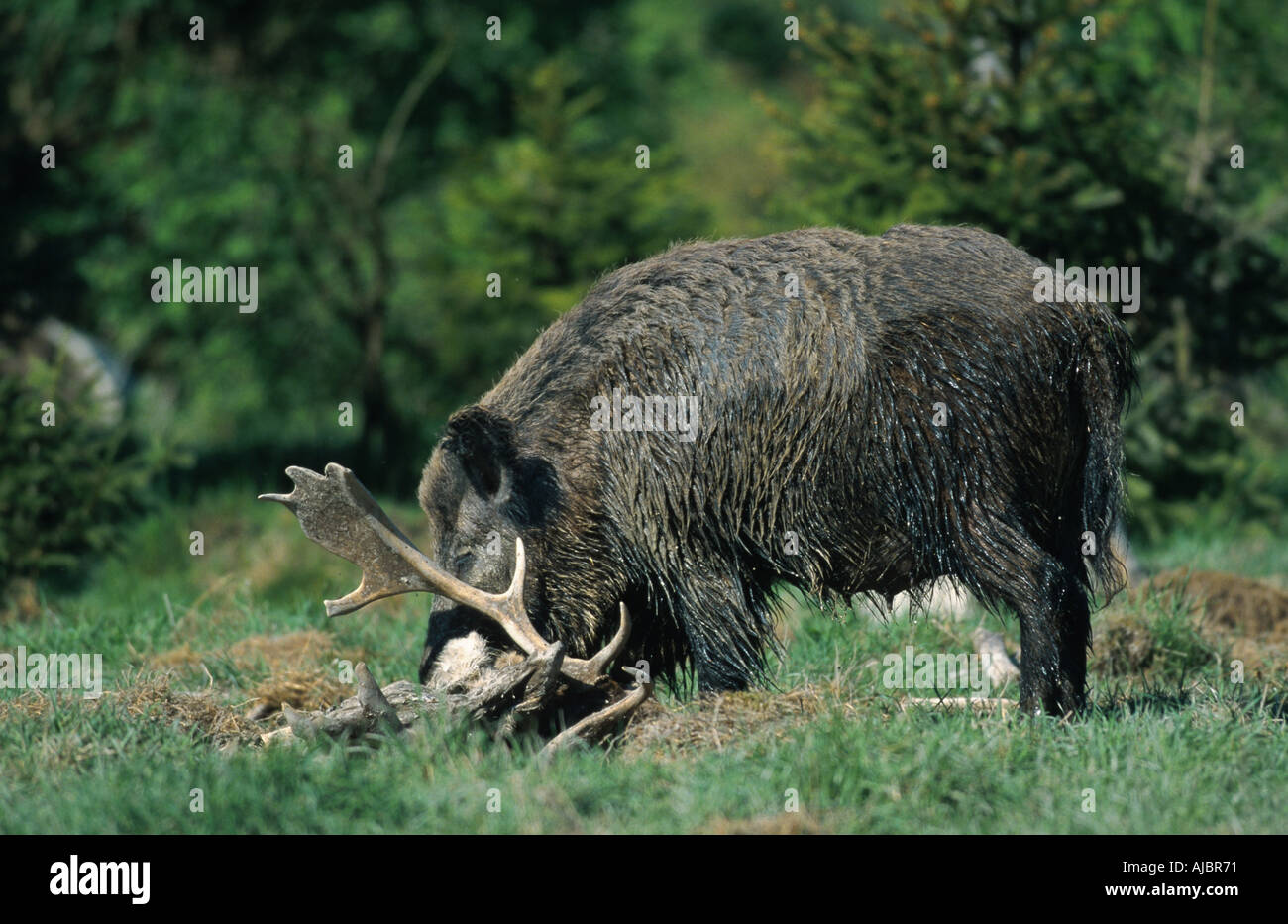 fallow deer, wild boar, pig (Dama dama, Cervus dama, Sus scrofa), female feeding dead fallow deer, Germany, Schleswig-Holstein Stock Photo