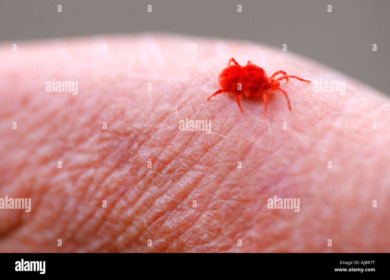 An Extreme Closeup of a Velvet Mite on Human Skin Stock Photo Alamy