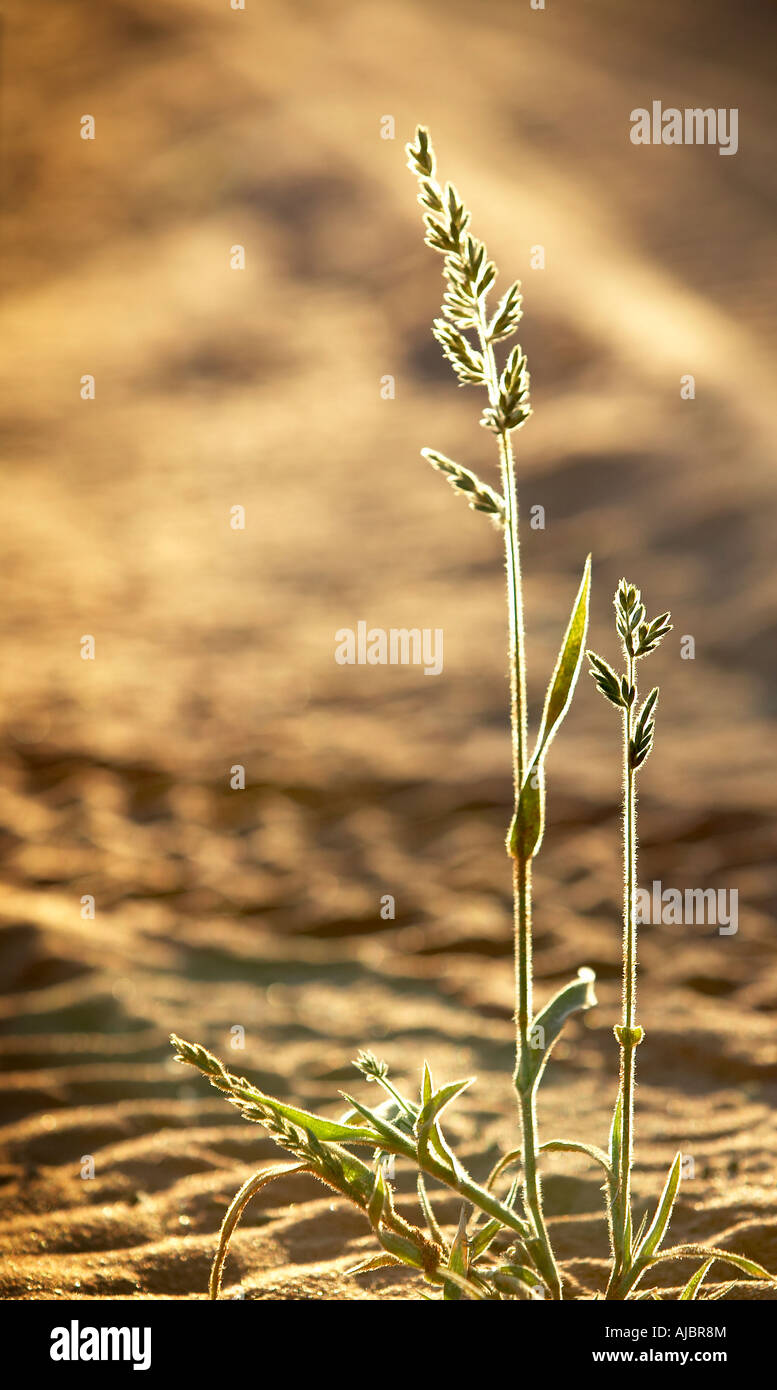 Single Shoot of Grass on a Dirt Road with Tyre Track All Over Stock Photo