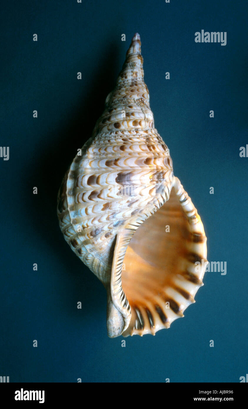 trumpet triton, Pacific triton, giant triton, triton's trumpet (Charonia tritonis), snail shell Stock Photo