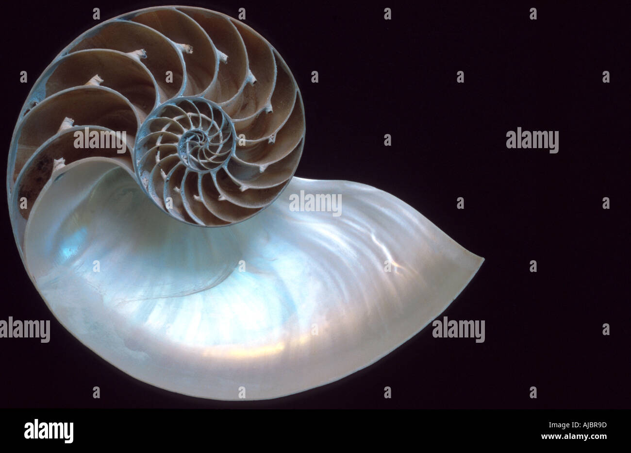 chambered nautilus, emperor nautilus (Nautilus pompilius), opened spiral shell Stock Photo