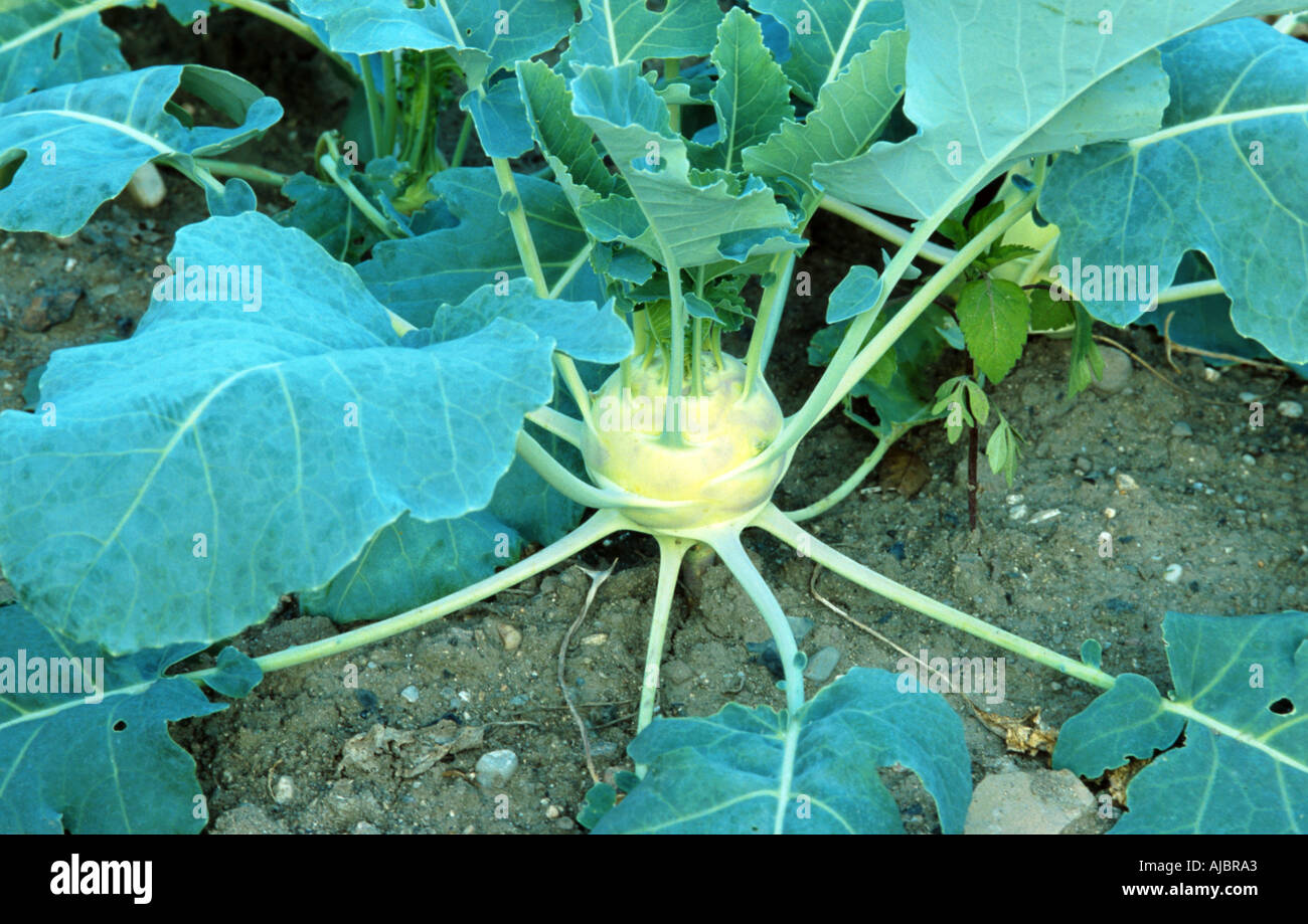 Kohl family hires stock photography and images Alamy