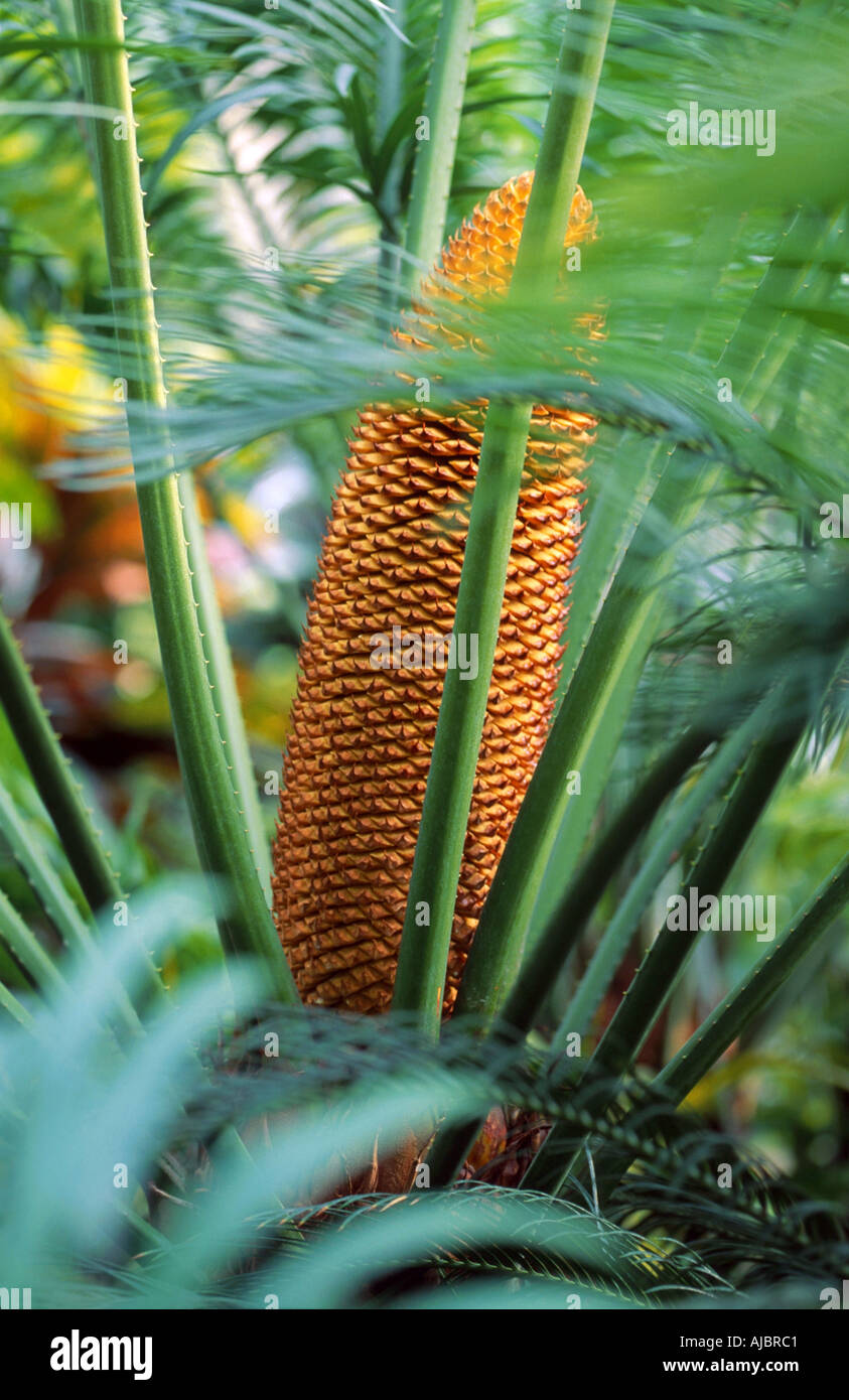 fern palm (Cycas circinalis), cone Stock Photo
