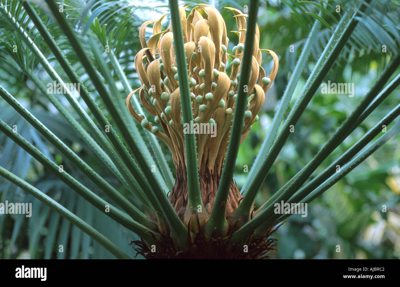 fern palm (Cycas circinalis), carpels, megaosporophylls Stock Photo