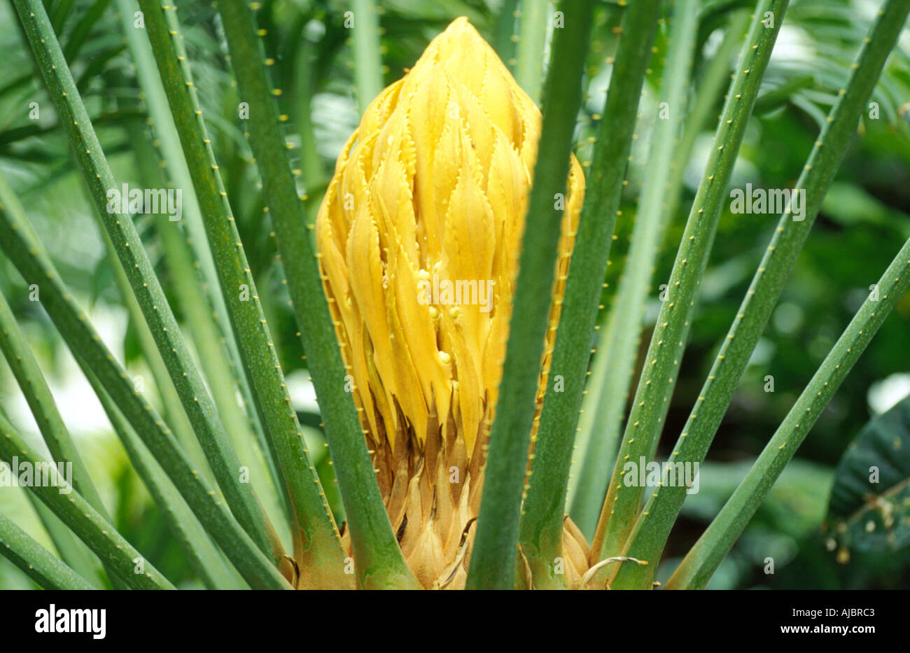 fern palm (Cycas circinalis), stand of fruit Stock Photo