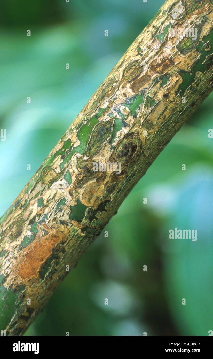 Cinnamon plant barks hires stock photography and images Alamy