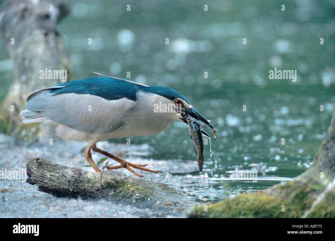 black-crowned night heron (Nycticorax nycticorax), with caught fish in bill, Hungary Stock Photo