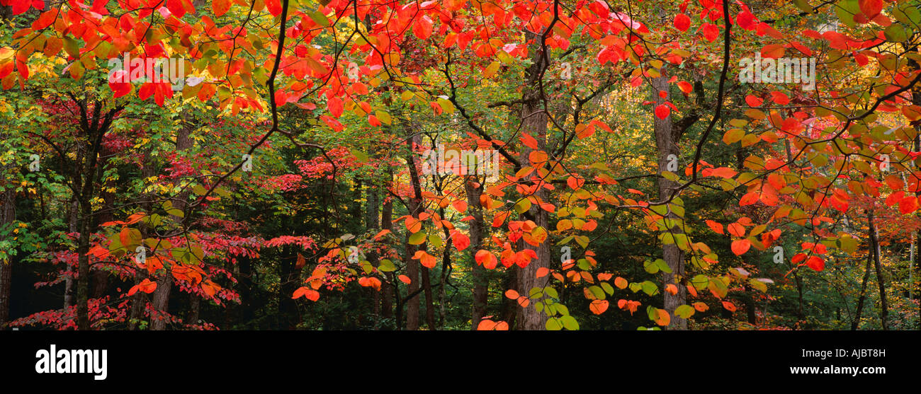Acer species hi-res stock photography and images - Alamy