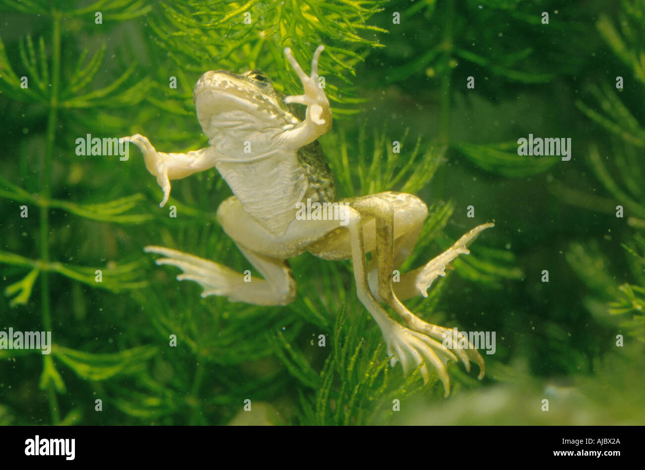 European edible frog (Rana esculenta), mutation with four legs, swimming in water Stock Photo
