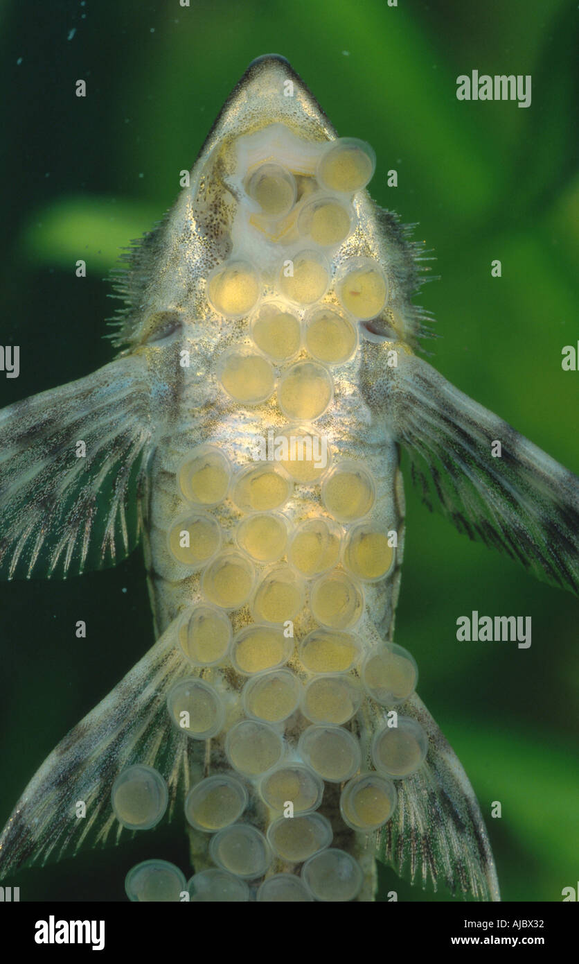 giant whiptail catfish (Sturisoma aureum), male guarding 3 day old eggs