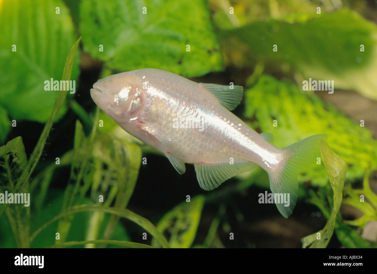 blind cave tetra, blind cavefish (Anoptichthys jordani, Astyanax fasciatus mexicanus), swimming in front of water plants Stock Photo