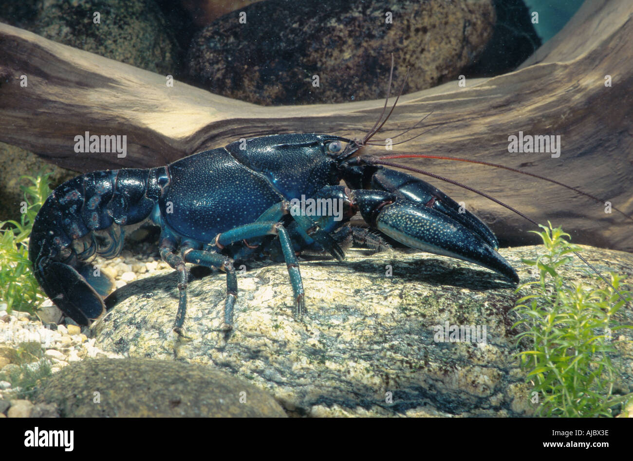 Australian crayfish (Cherax pressii), side view, Australia Stock Photo