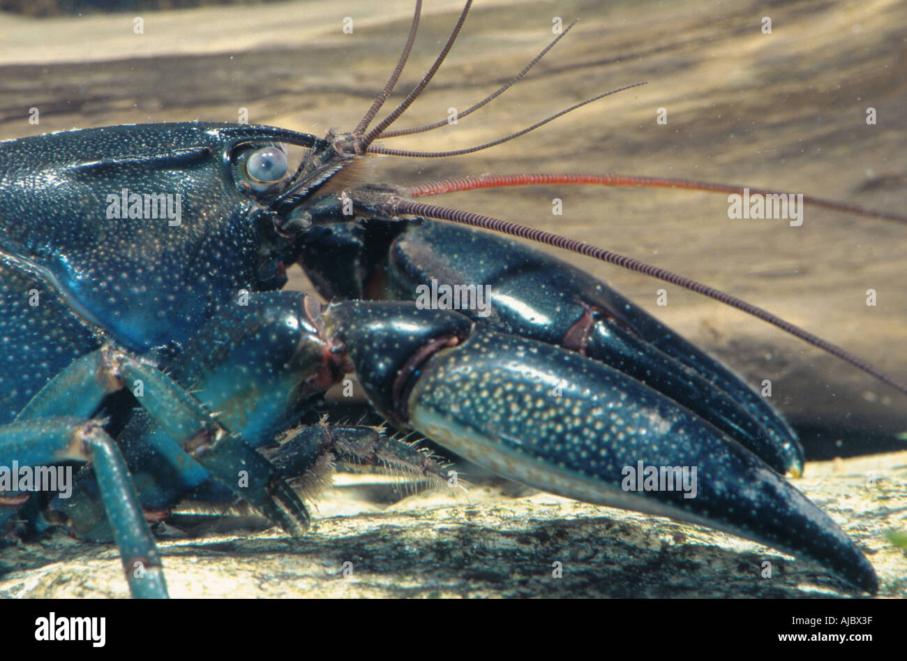 Australian crayfish (Cherax pressii), detail of the head with the giant claws, Australia Stock Photo