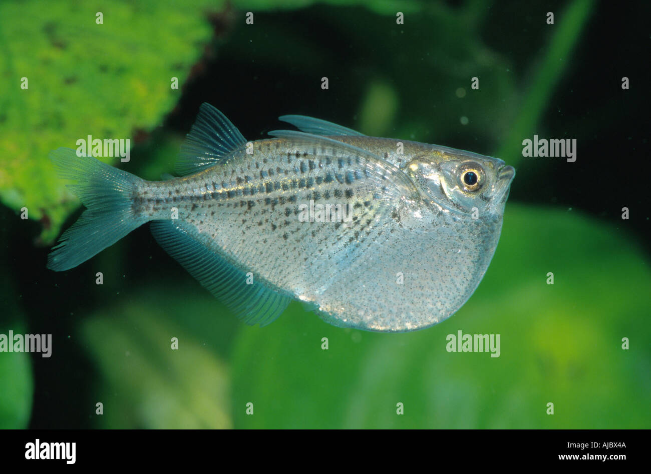 spotted hatchetfish (Gasteropelecus maculatus), side view Stock Photo