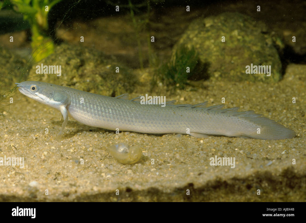 Senegal bichir (Polypterus senegalus), lying on bottom Stock Photo