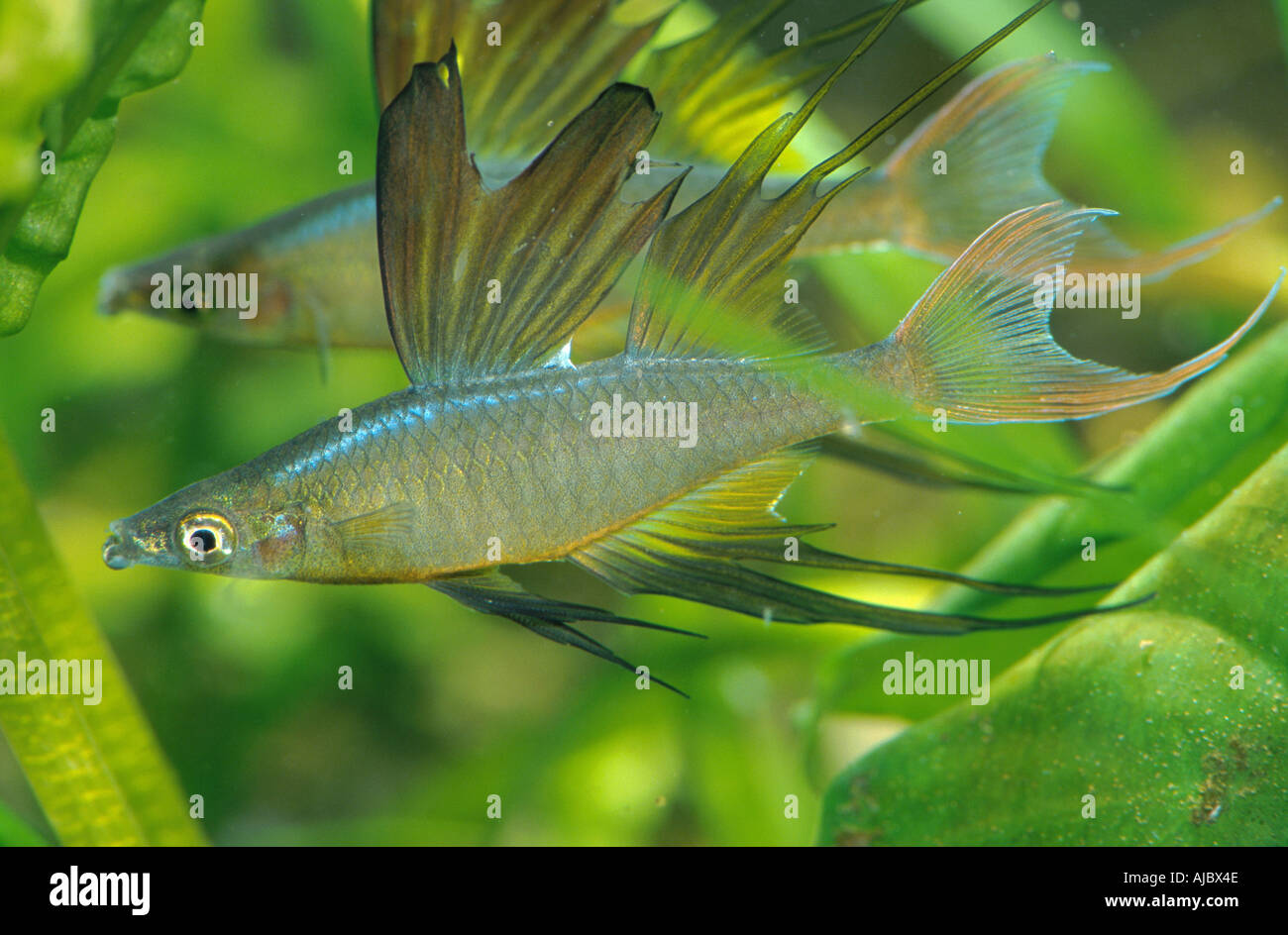 threadfin rainbowfish (Iriatherina werneri), swimming, side view Stock Photo