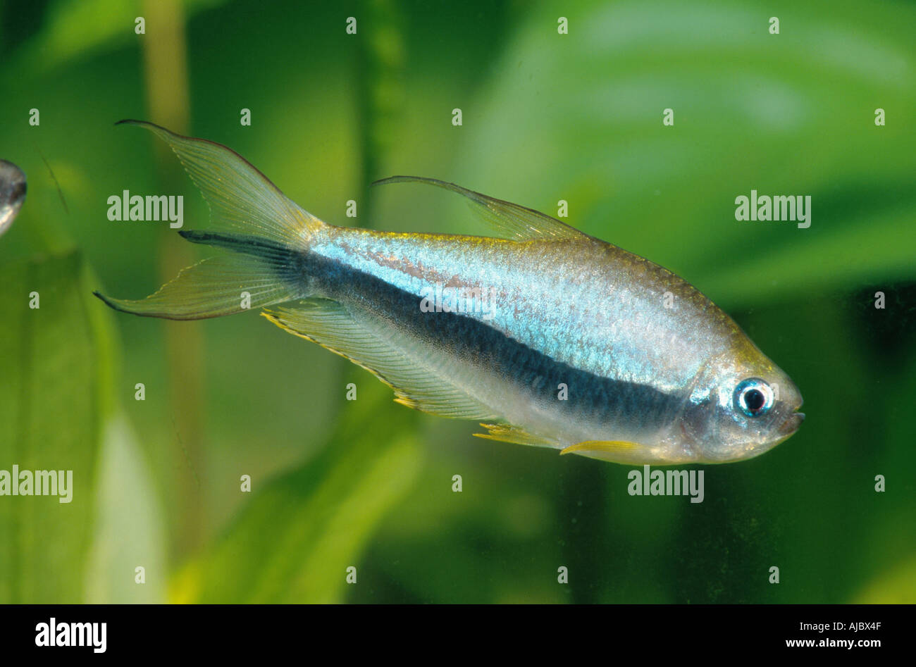 Emperor tetra nematobrycon palmeri hires stock photography and images