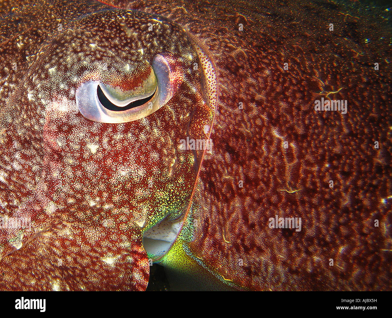 Close Up Of An Octopus Eye Muck Diving In Indonesia Stock Photo