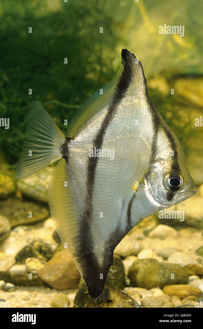 mono sebae (Psettus sebae, Monodactylus sebae), side view Stock Photo