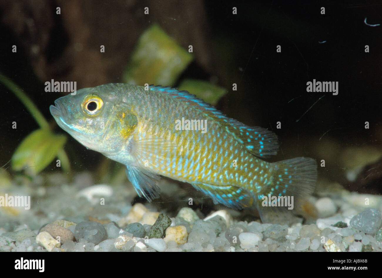 dwarf Egyptian mouthbrooder (Pseudocrenilabrus multicolor), male Stock Photo