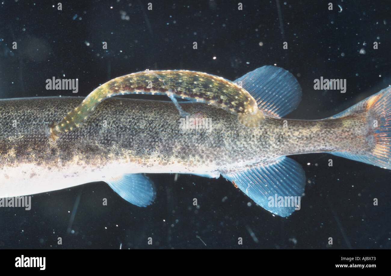 Great tailed leech piscicola hires stock photography and images Alamy