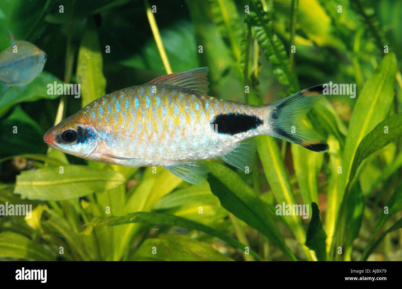 black spot barb (Barbus filamentosus), female in front of  water plants Stock Photo