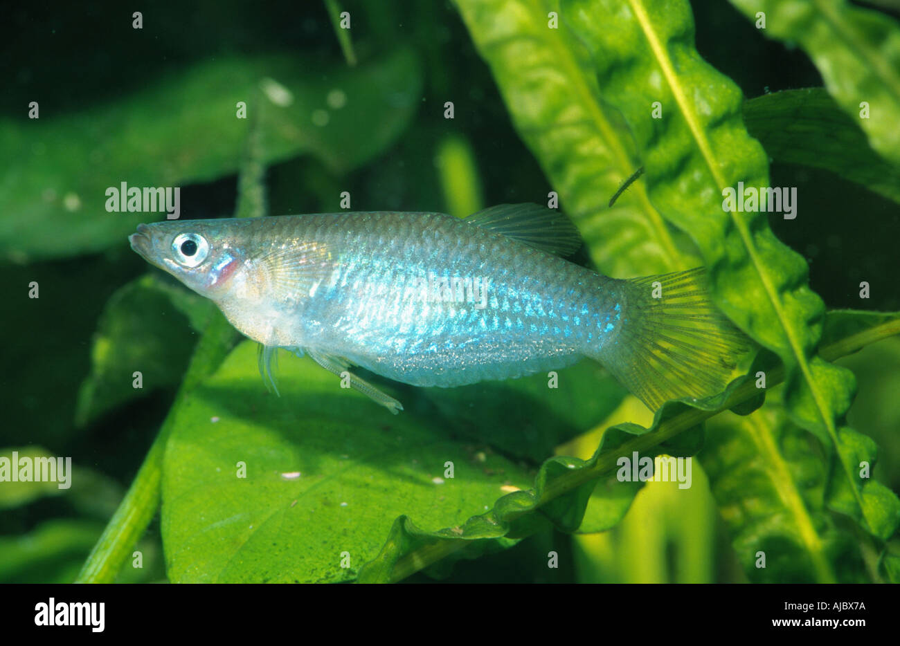 knife-edged livebearer, knife livebearer, Alfaro's livebearer (Alfaro cultratus), male Stock Photo