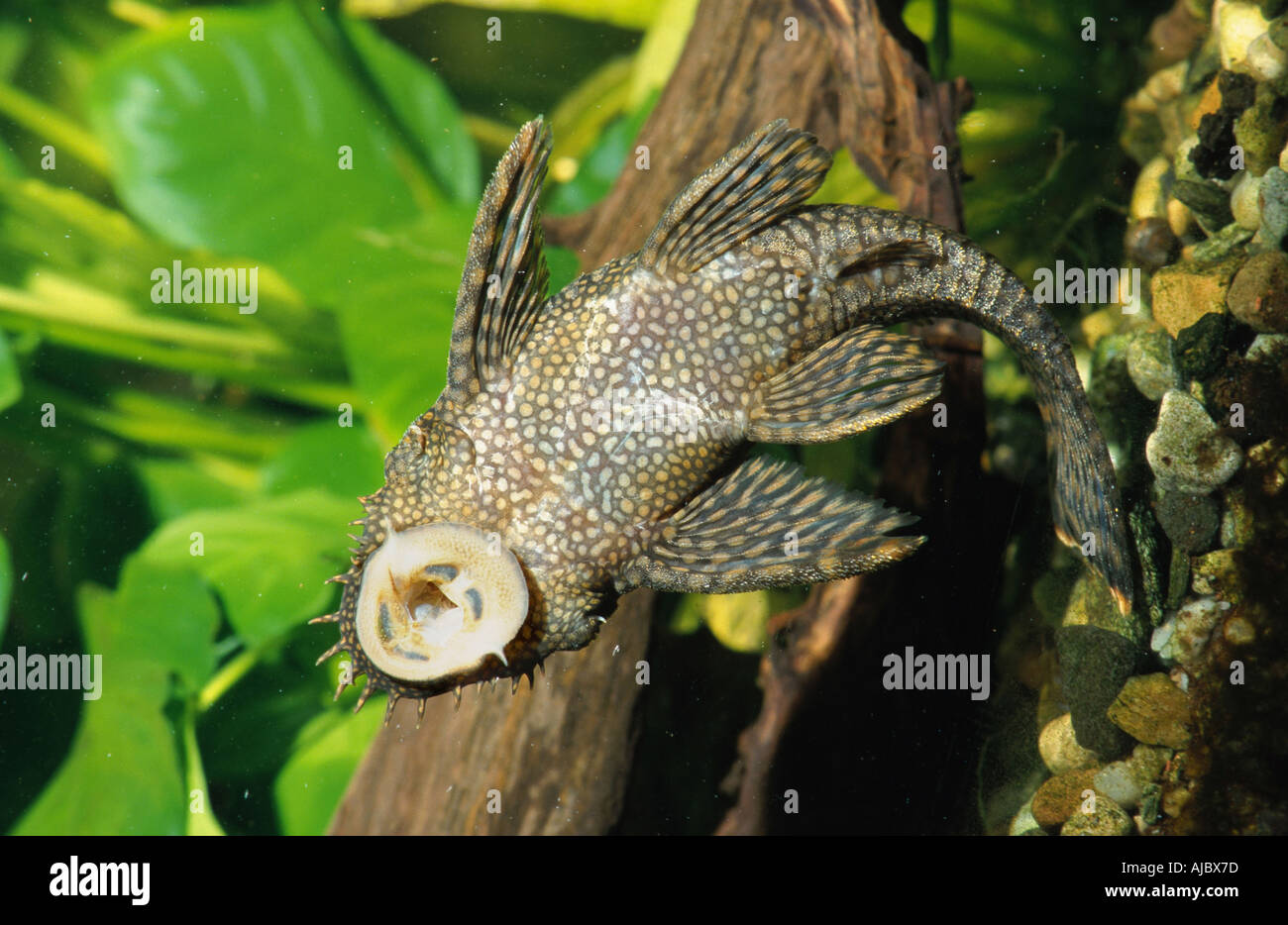 tambo ancistrus (Ancistrus cf. tamboensis), male, underside Stock Photo