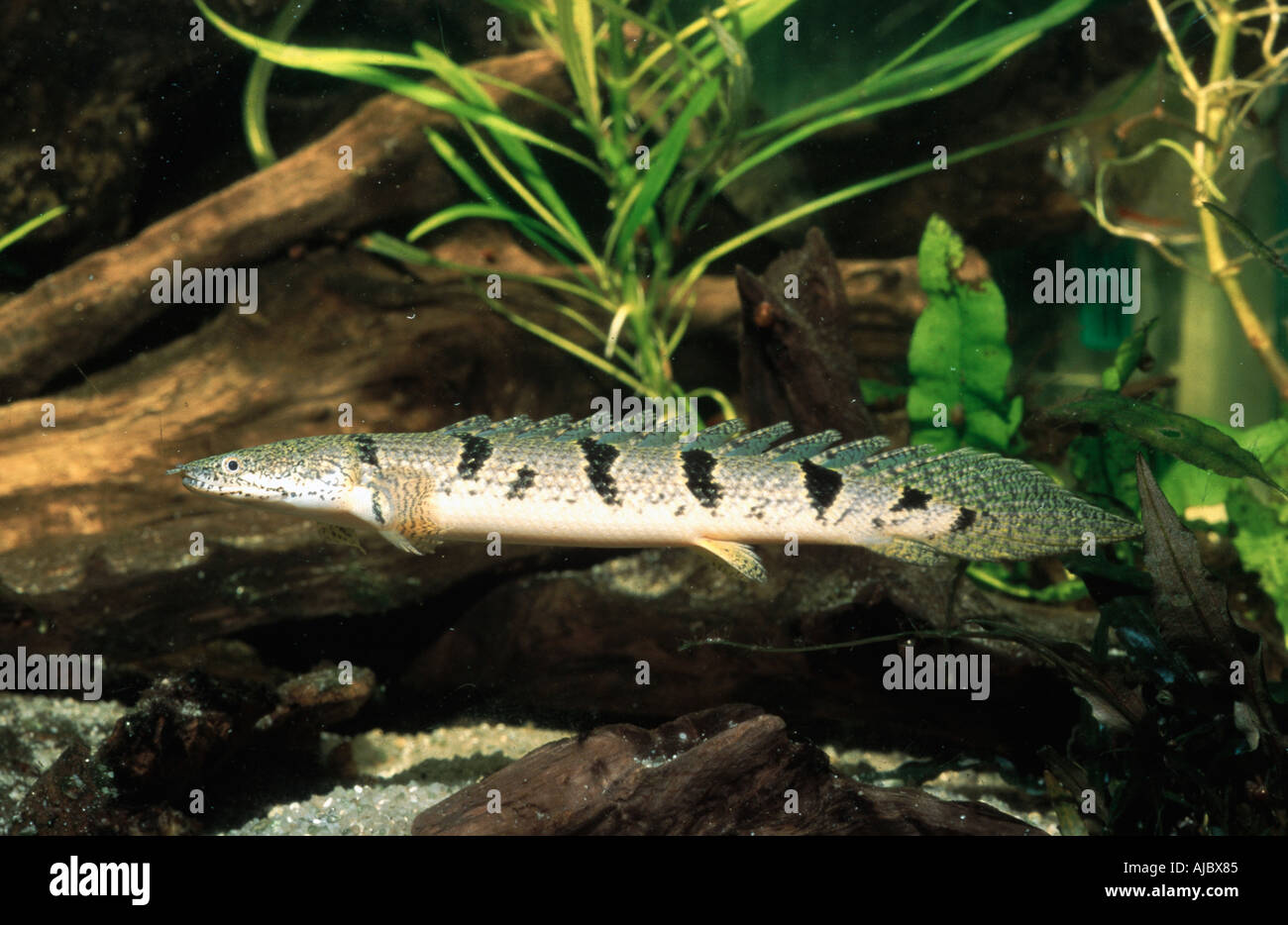 armoured bichir (Polypterus delhezi), side view Stock Photo