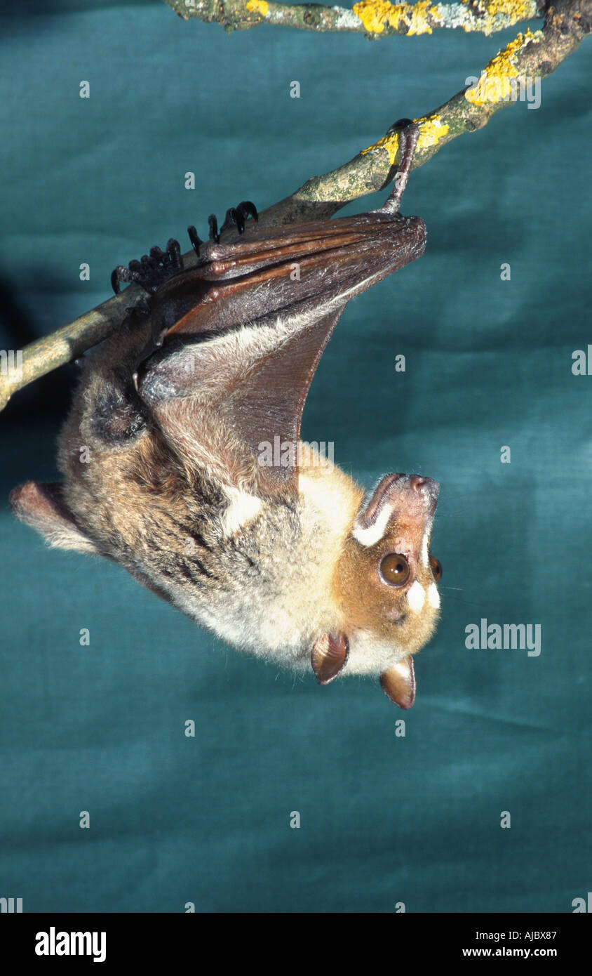 striped-faced fruit bat (Styloctenium wallacei), hanging down, Indonesia Stock Photo
